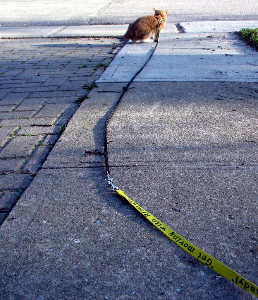 cat at the end of a leash