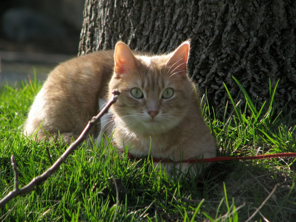 leashed cat under tree